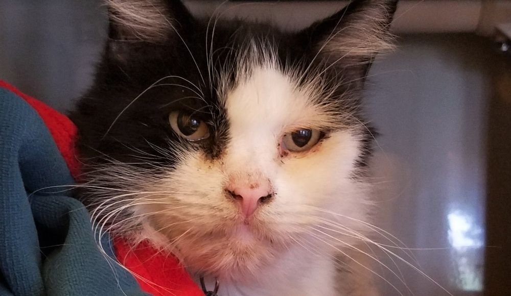 2020-10-30 SPCA Pet of the Week 2.jpg